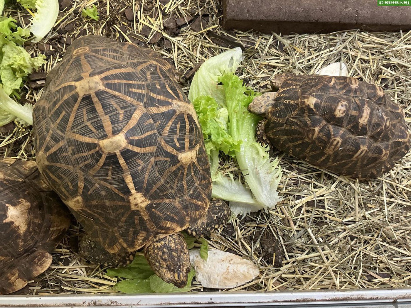 Bild 2: Indische Sternschildkröten Zuchtgruppe abzugeben
