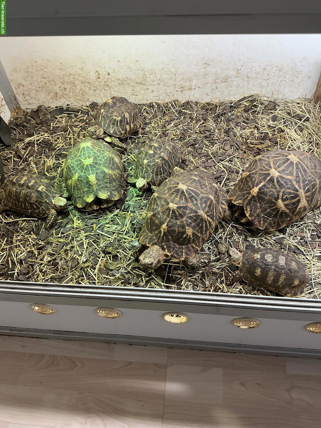 Bild 3: Indische Sternschildkröten Zuchtgruppe abzugeben