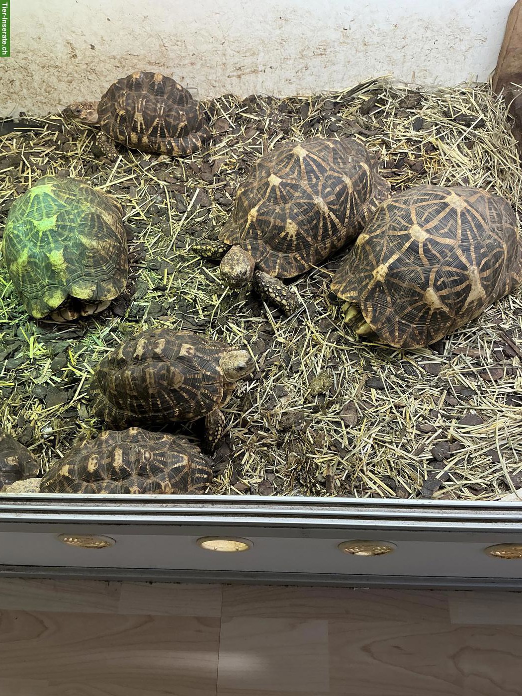 Bild 4: Indische Sternschildkröten Zuchtgruppe abzugeben