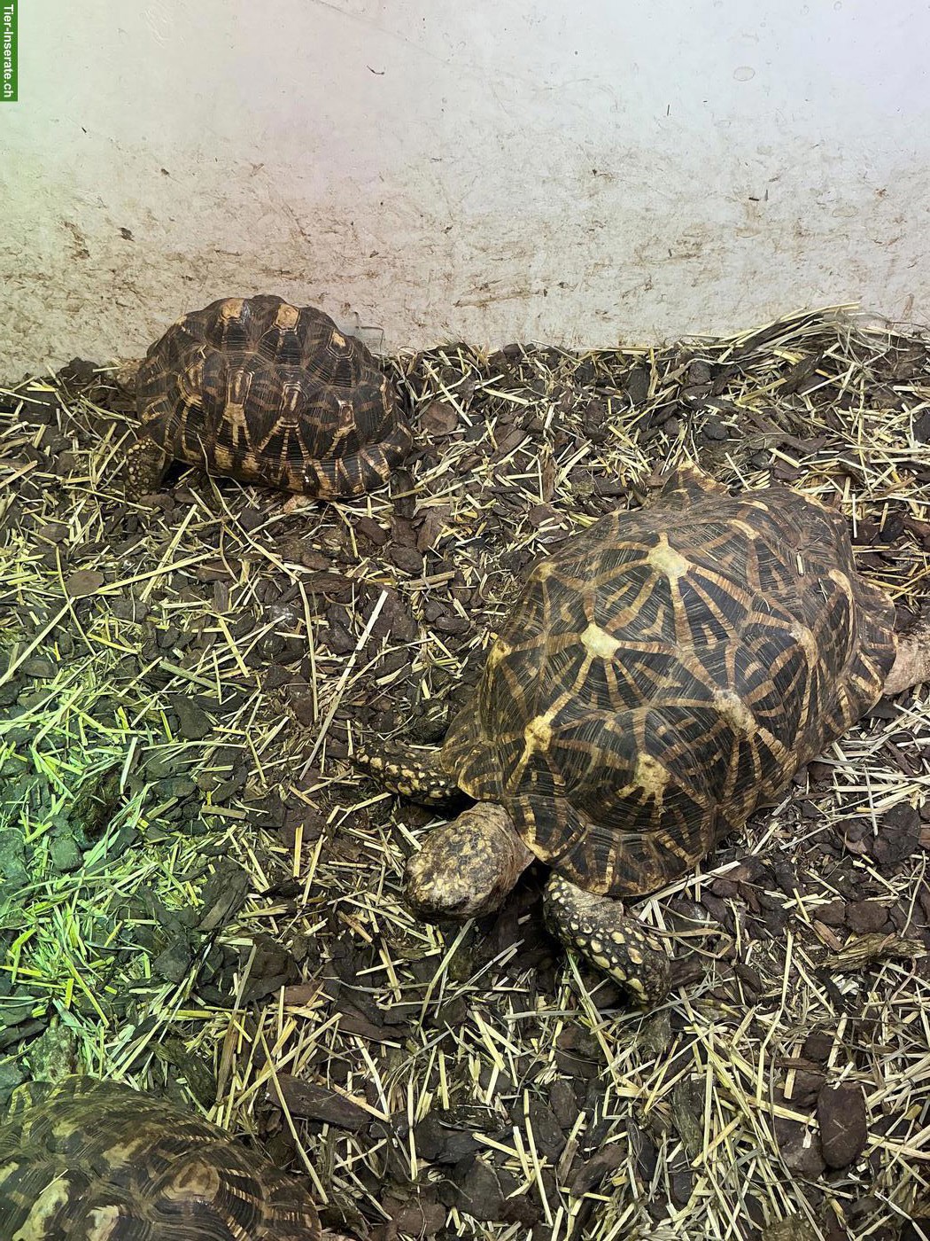 Bild 5: Indische Sternschildkröten Zuchtgruppe abzugeben