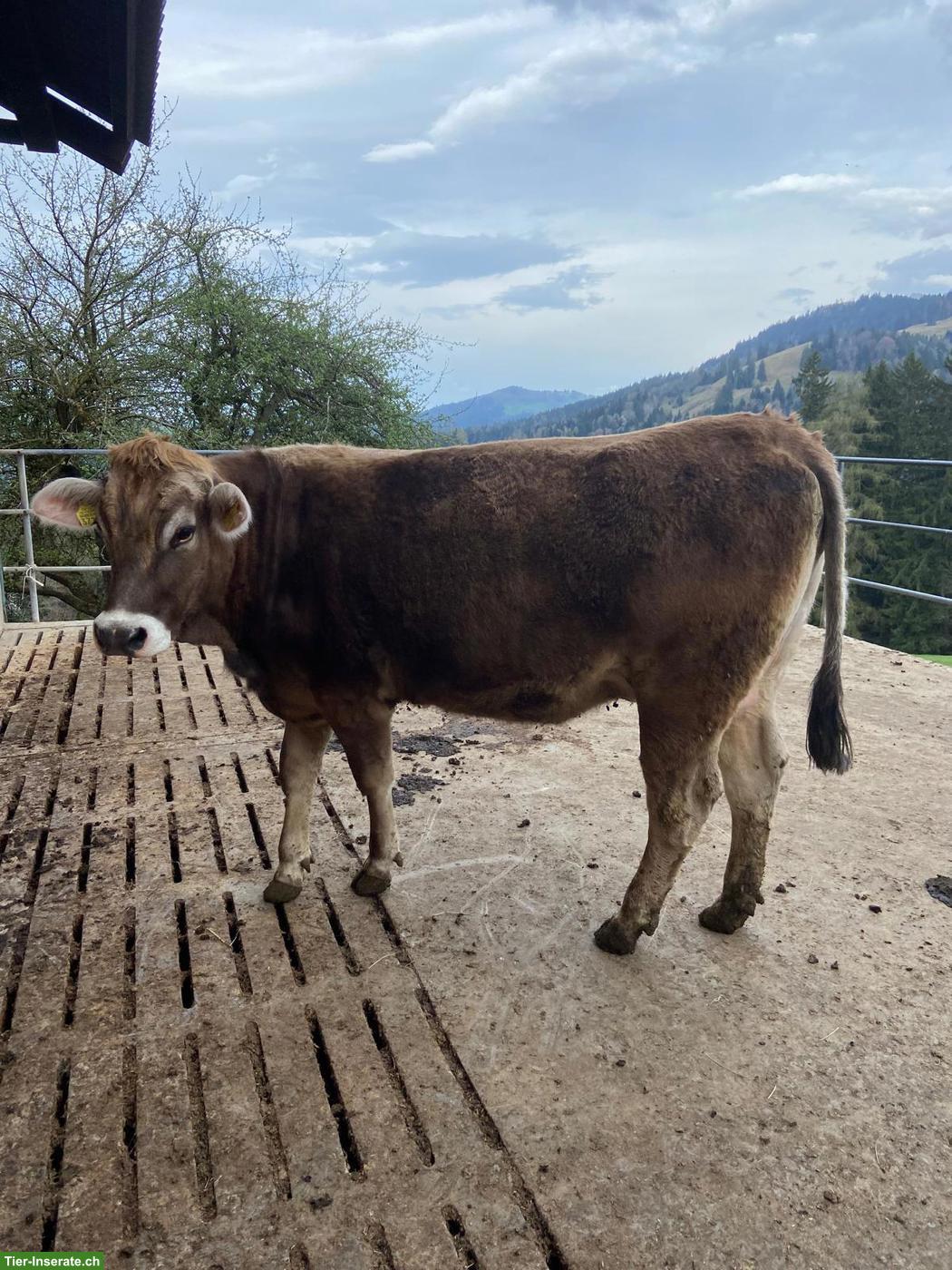 Trächtiges F1 Rind (hornlos) zu verkaufen