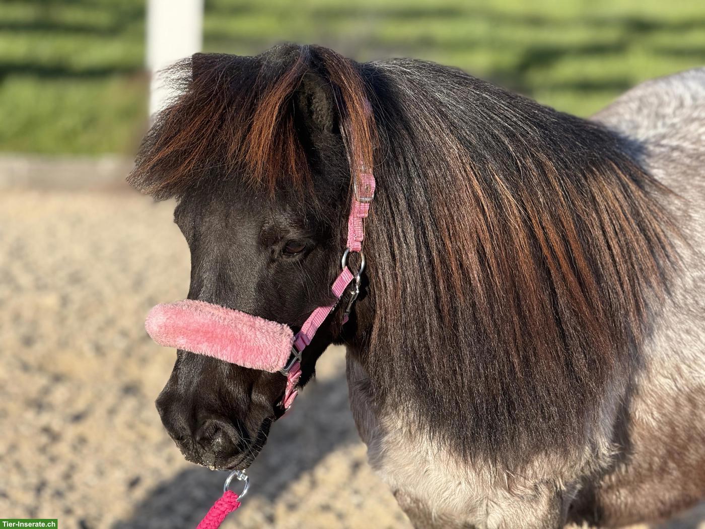 Bild 2: Liebes 12-jähriges Kinderpony, 95cm zu verkaufen