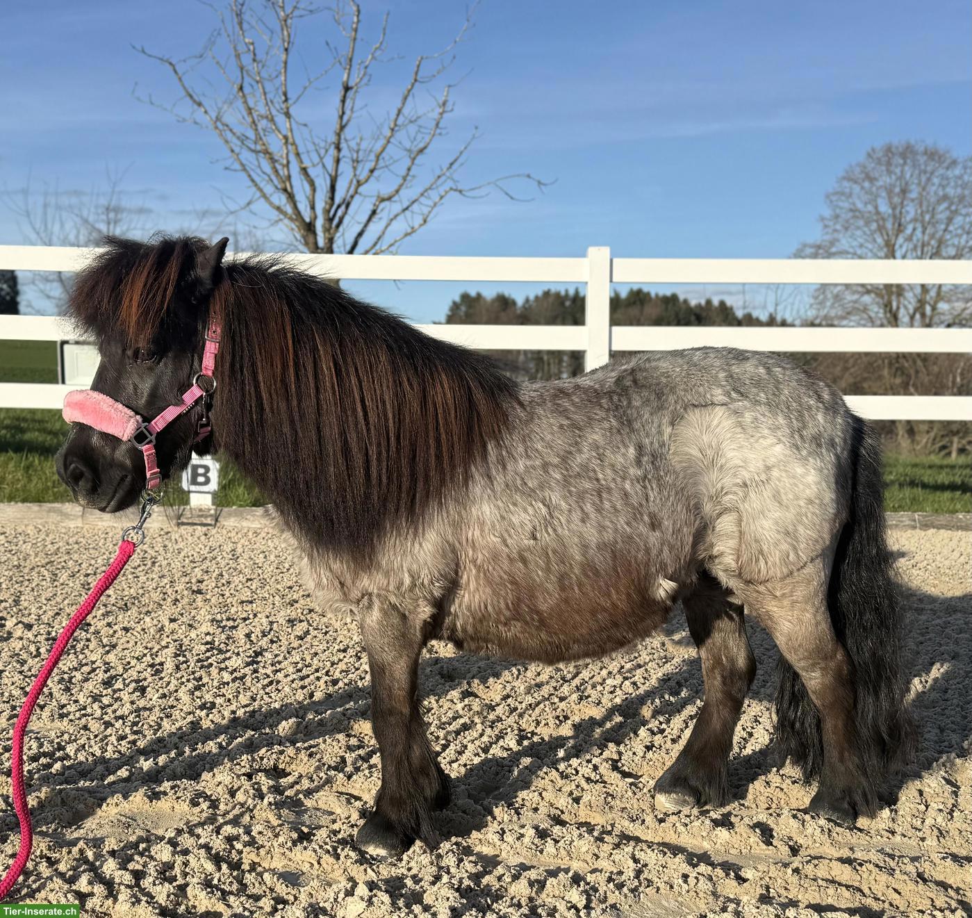Bild 3: Liebes 12-jähriges Kinderpony, 95cm zu verkaufen