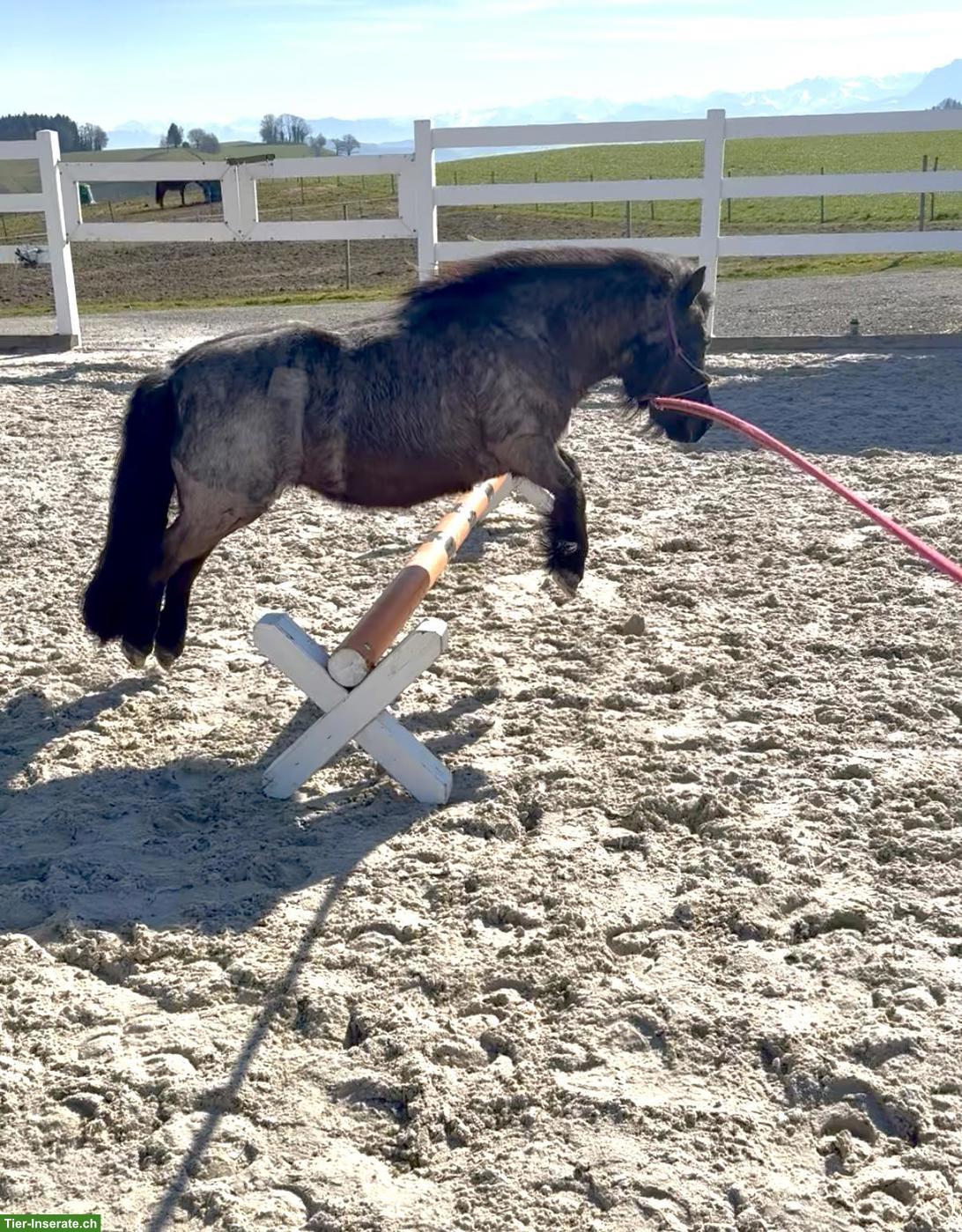 Bild 4: Liebes 12-jähriges Kinderpony, 95cm zu verkaufen