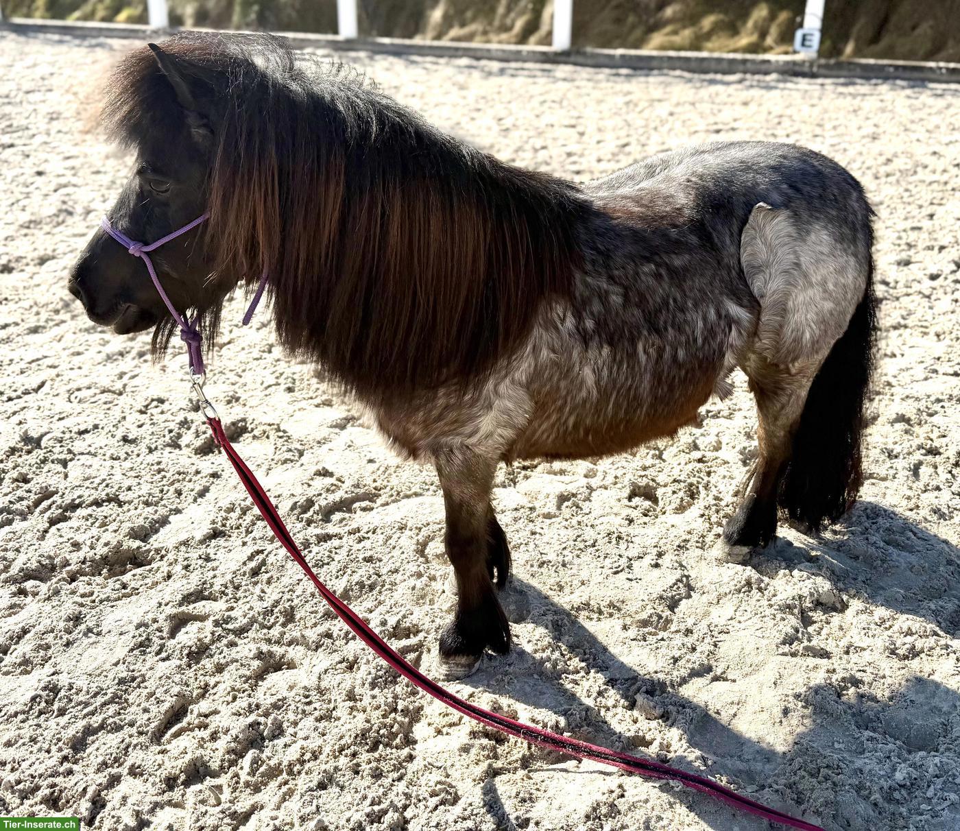 Bild 5: Liebes 12-jähriges Kinderpony, 95cm zu verkaufen