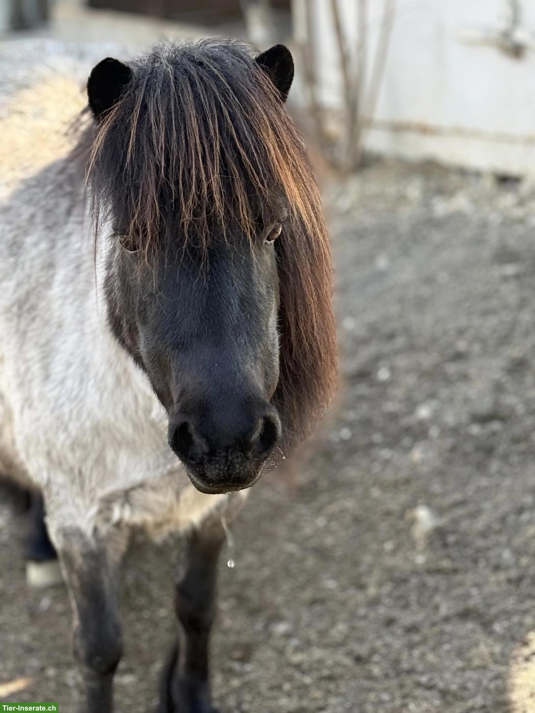 Bild 6: Liebes 12-jähriges Kinderpony, 95cm zu verkaufen
