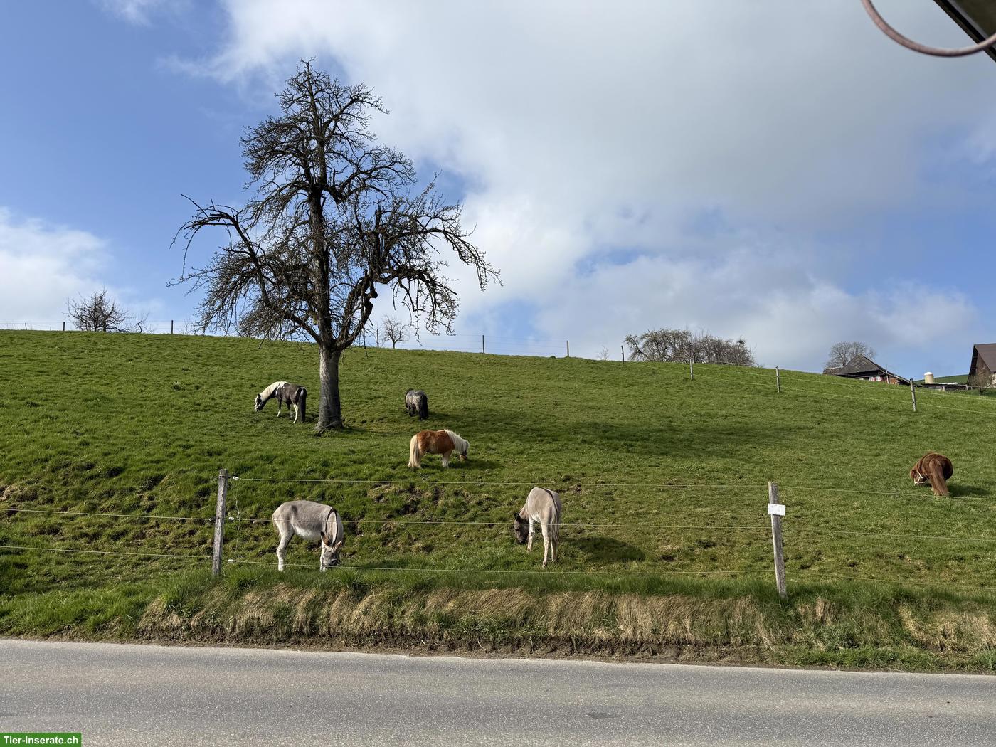 Bild 7: Liebes 12-jähriges Kinderpony, 95cm zu verkaufen