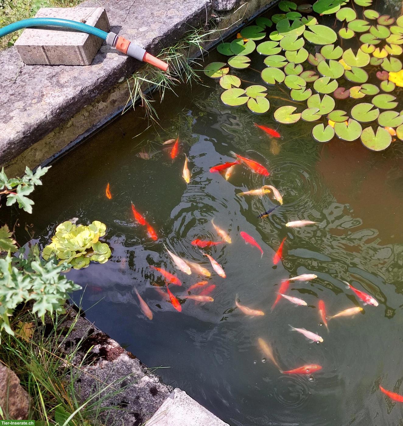 Goldfische für Teich zu verschenken