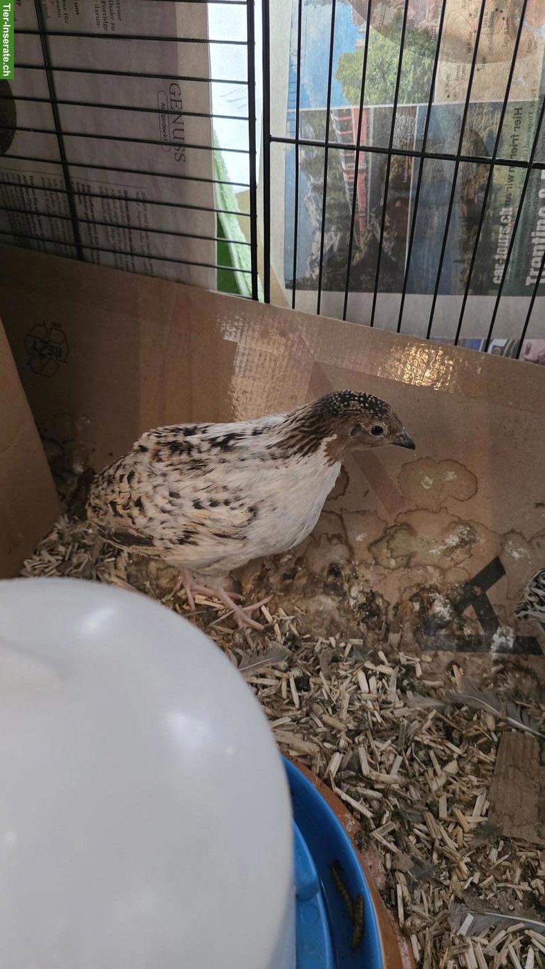 Bild 2: 2 Wachtelhähne (best Bro's) gratis abzugeben