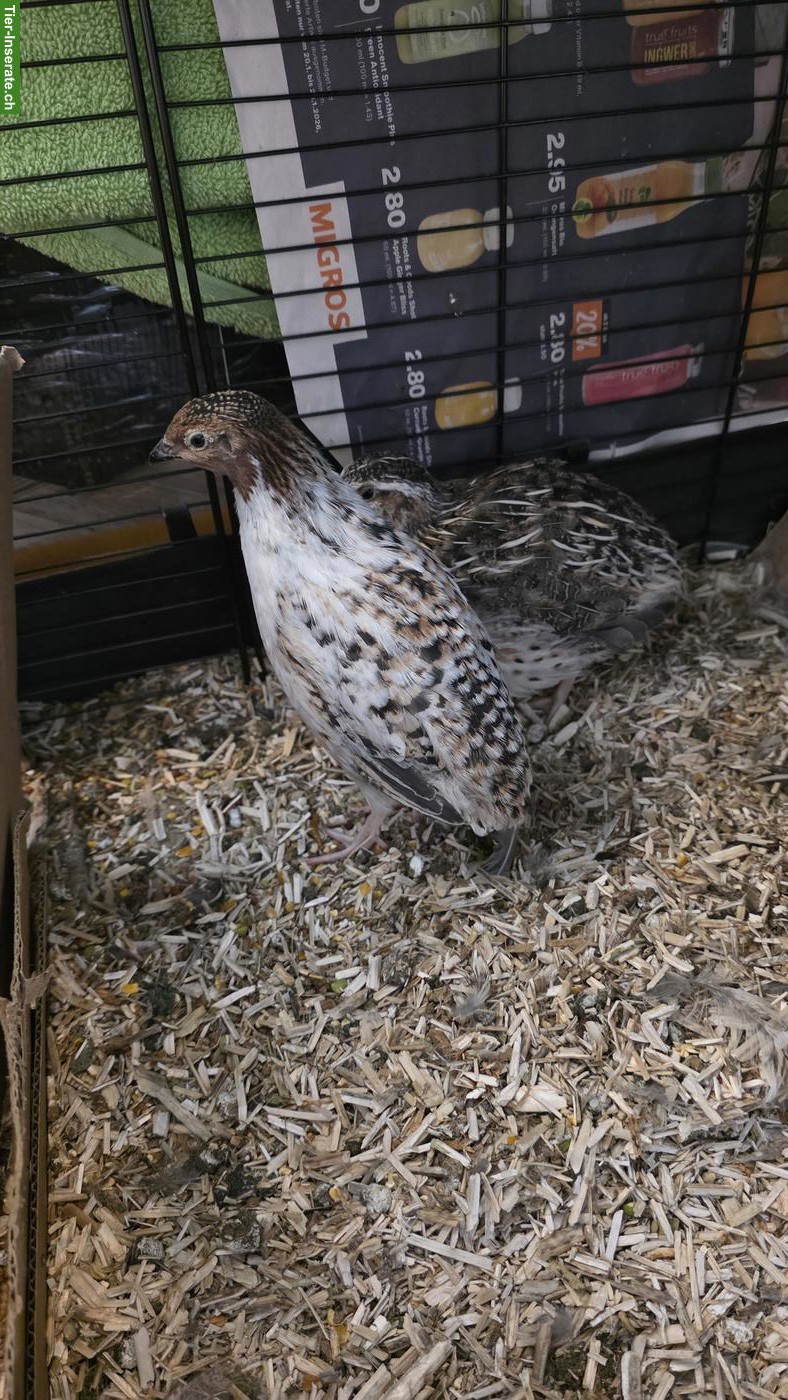 Bild 3: 2 Wachtelhähne (best Bro's) gratis abzugeben