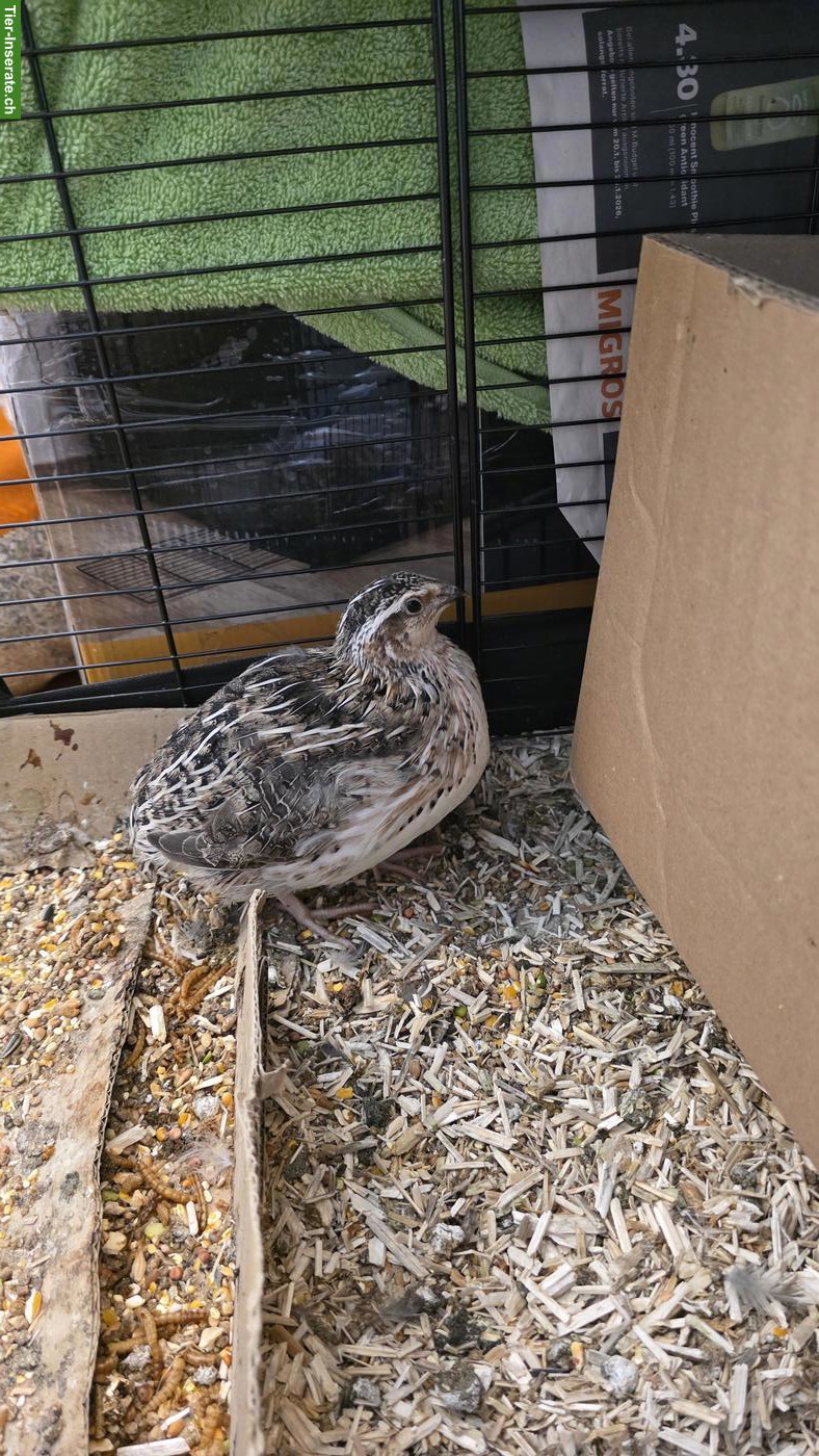 Bild 4: 2 Wachtelhähne (best Bro's) gratis abzugeben