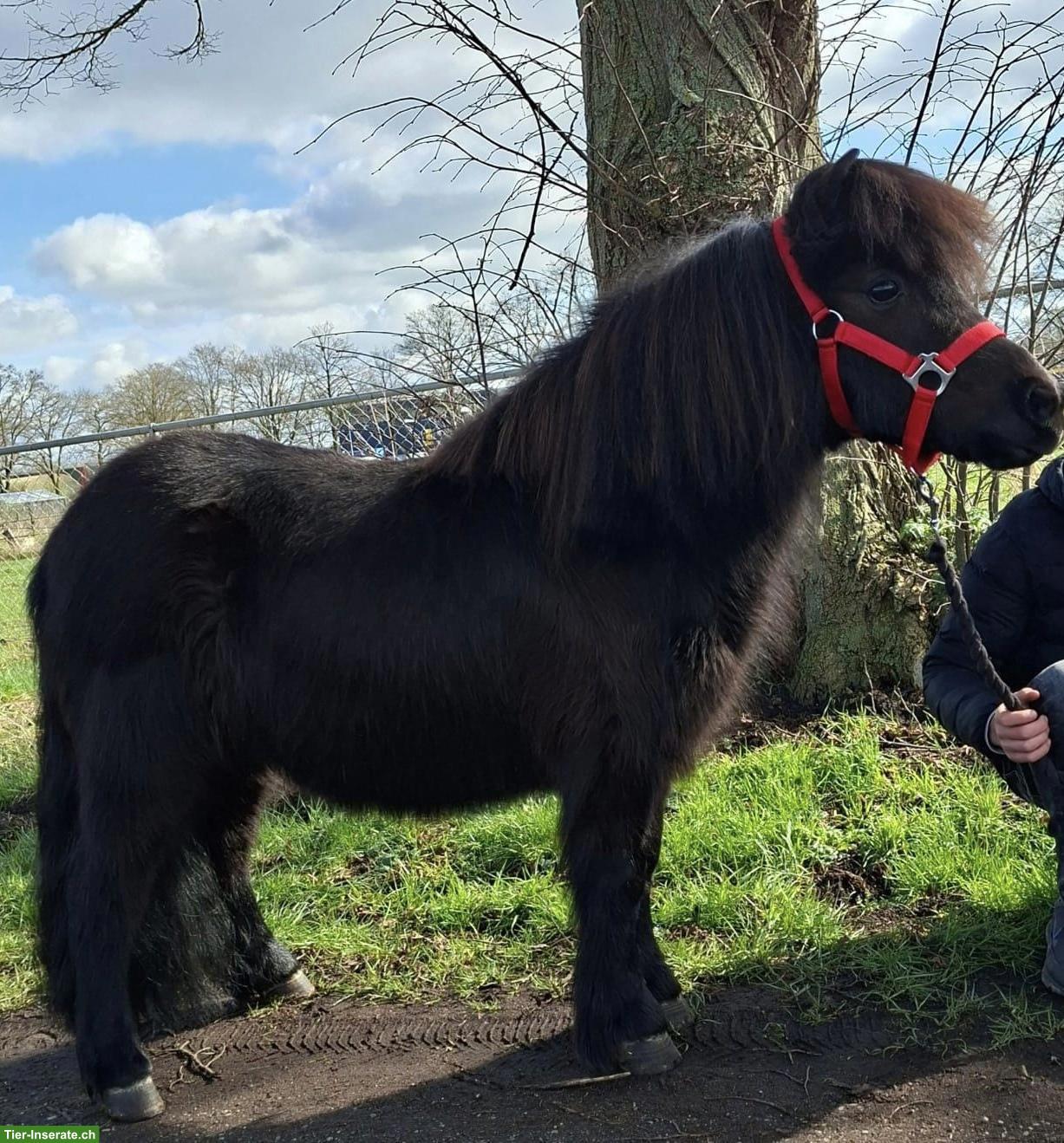 Shetlandpony Wallach, 6-jährig