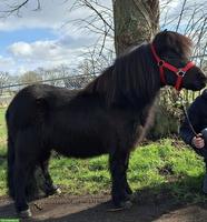 Shetlandpony Wallach, 6-jährig