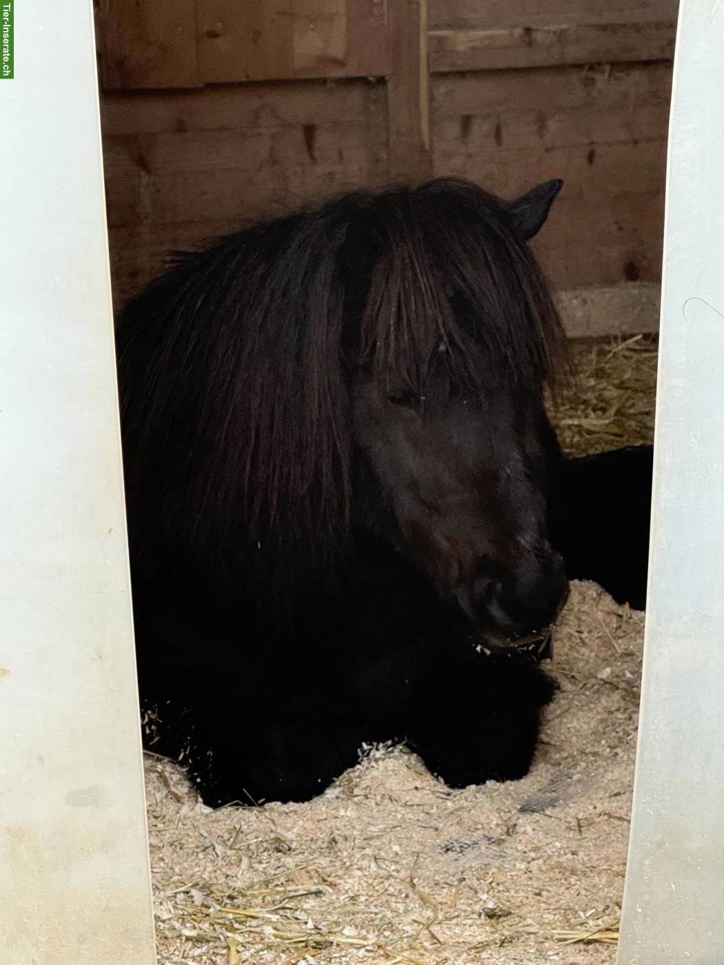 Bild 2: Shetlandpony Wallach, 6-jährig