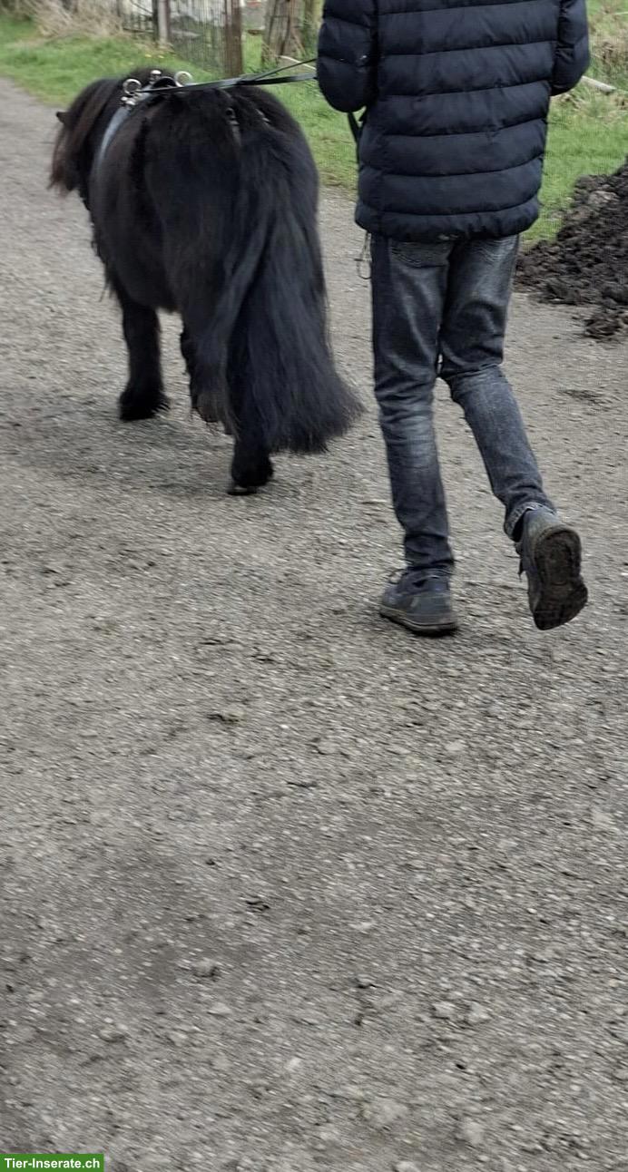 Bild 3: Shetlandpony Wallach, 6-jährig