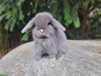 Junge, hübsche Minilop/Zwergwidder suchen schöne Zuhause