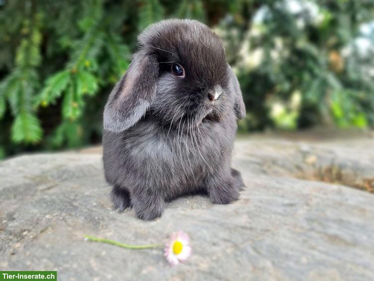 Bild 2: Junge, hübsche Minilop/Zwergwidder suchen schöne Zuhause