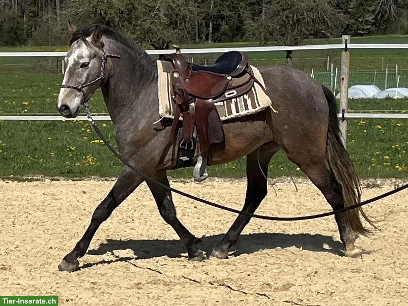 Talentierter Lusitano Wallach mit grosser Zukunft