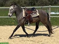 Talentierter Lusitano Wallach mit grosser Zukunft