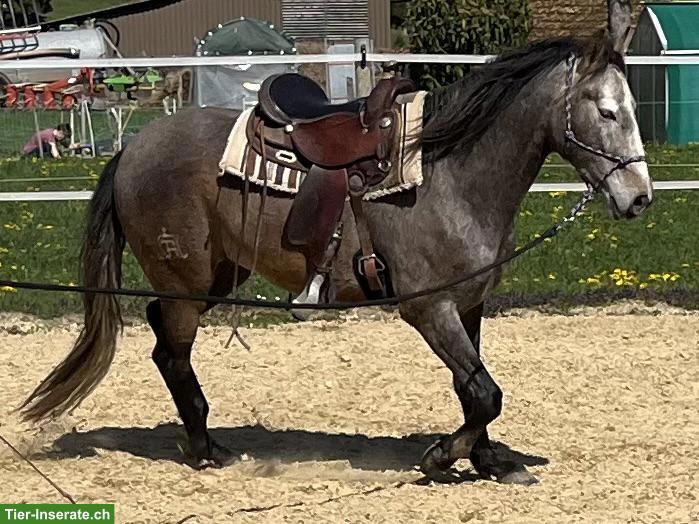 Bild 2: Talentierter Lusitano Wallach mit grosser Zukunft