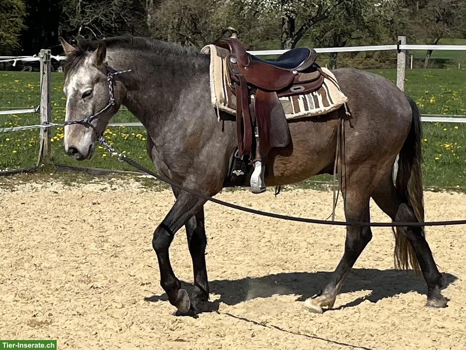 Bild 3: Talentierter Lusitano Wallach mit grosser Zukunft