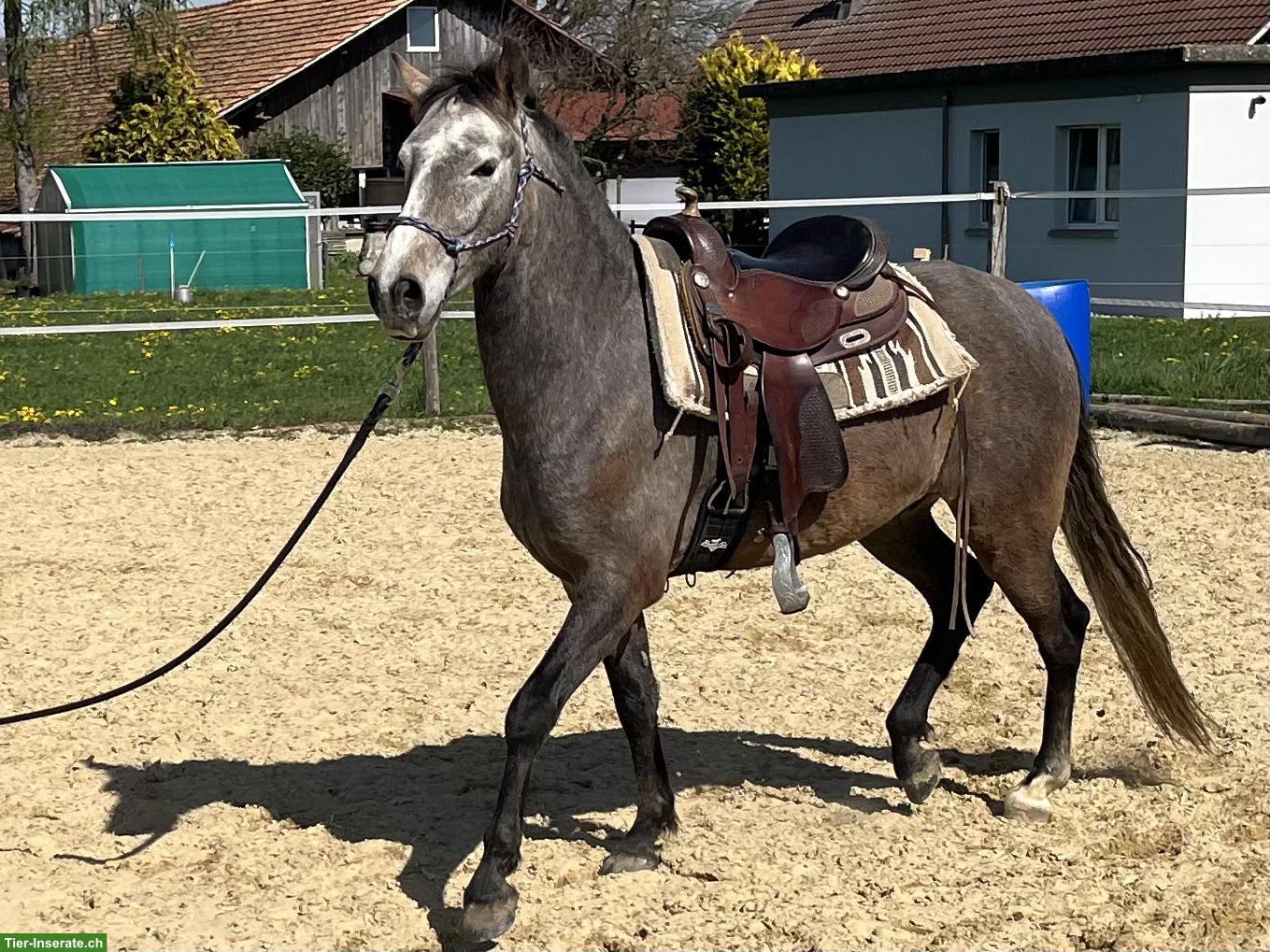 Bild 4: Talentierter Lusitano Wallach mit grosser Zukunft