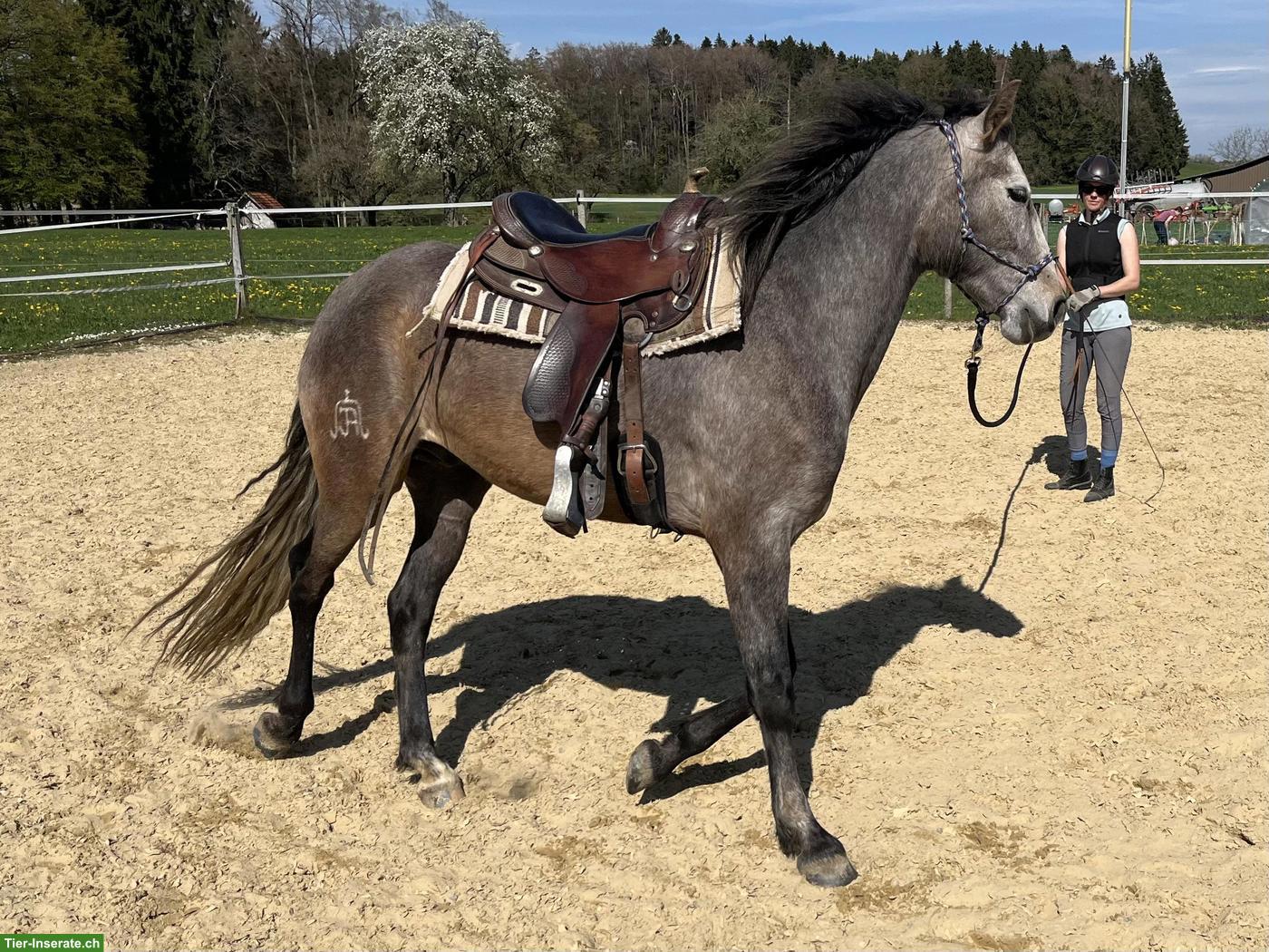 Bild 5: Talentierter Lusitano Wallach mit grosser Zukunft