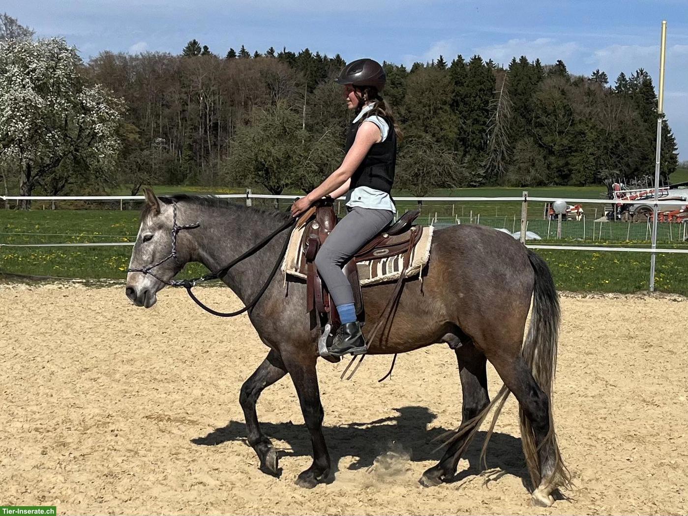 Bild 6: Talentierter Lusitano Wallach mit grosser Zukunft