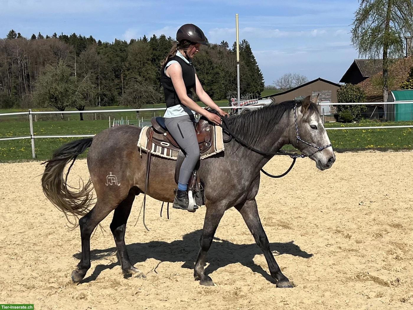 Bild 7: Talentierter Lusitano Wallach mit grosser Zukunft