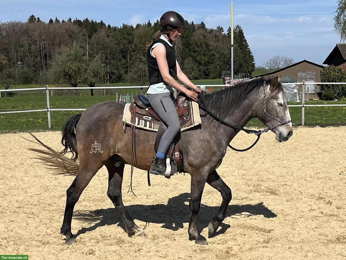 Bild 8: Talentierter Lusitano Wallach mit grosser Zukunft