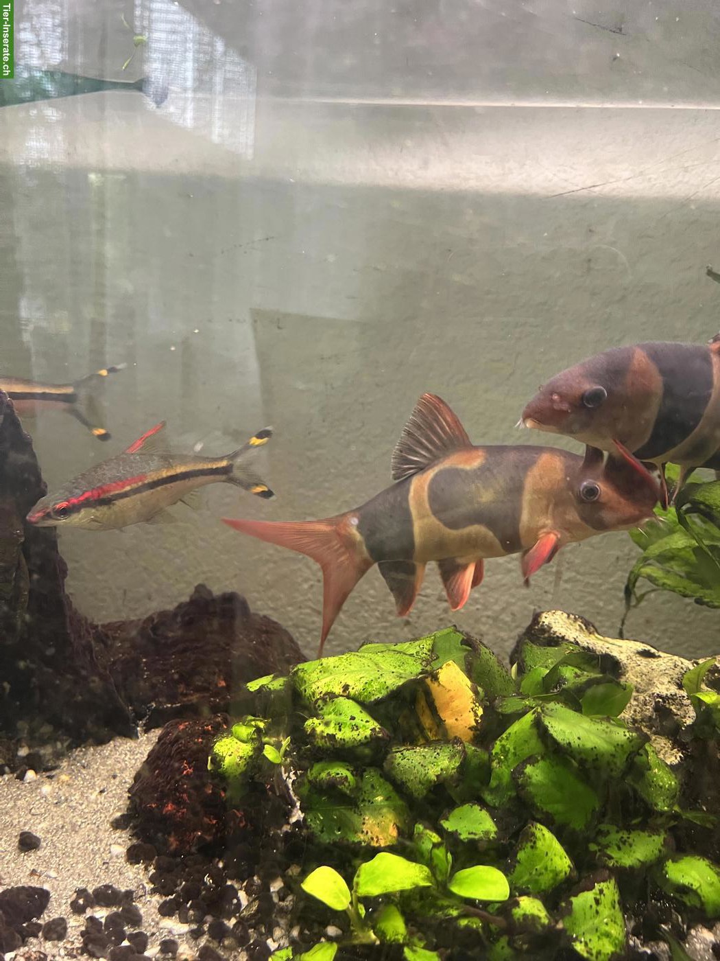 2 Prachtschmerlen, 3 Barsche & 2 Putzerfisch