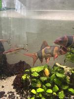 2 Prachtschmerlen, 3 Barsche & 2 Putzerfisch