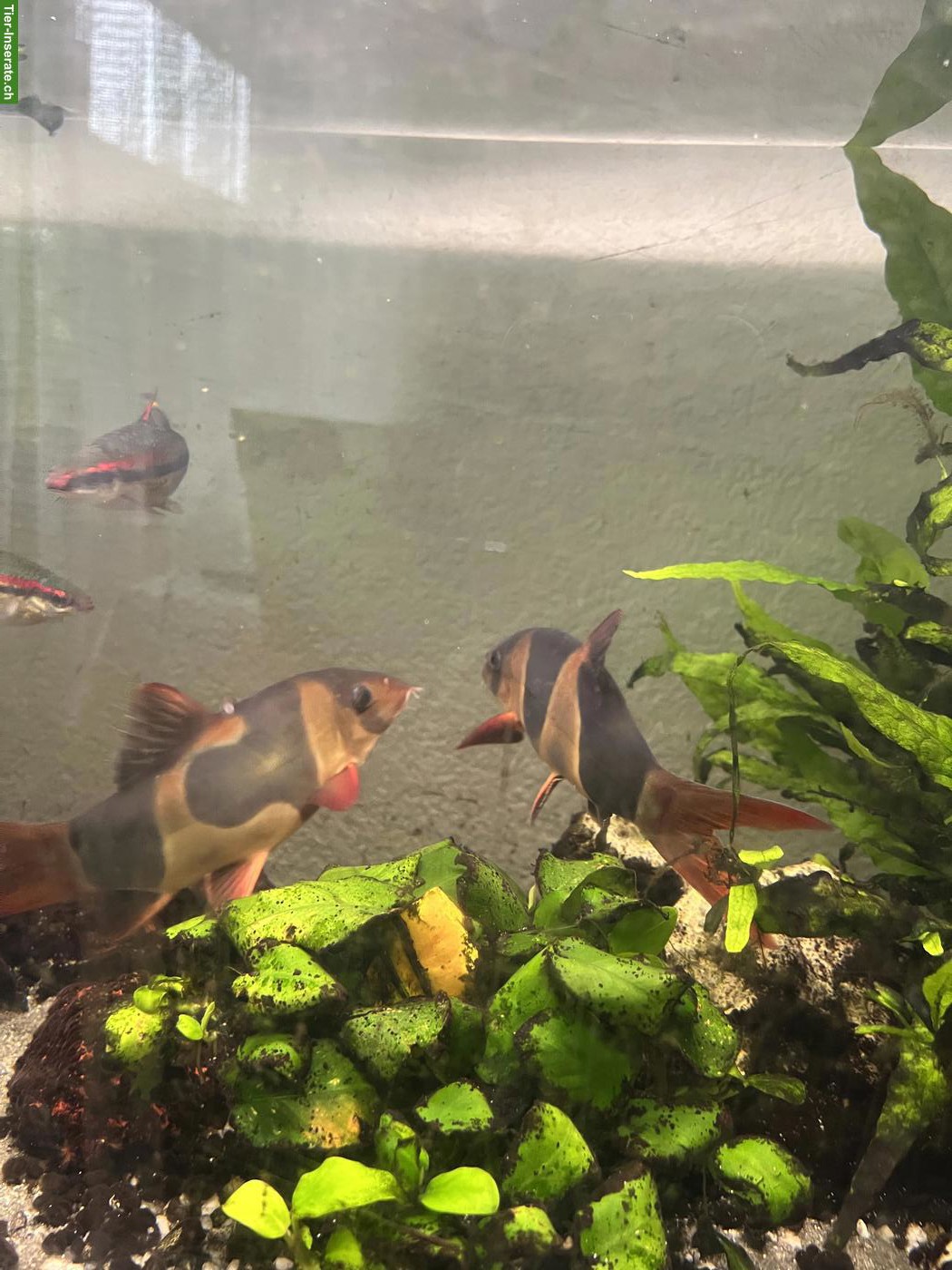 Bild 2: 2 Prachtschmerlen, 3 Barsche & 2 Putzerfisch