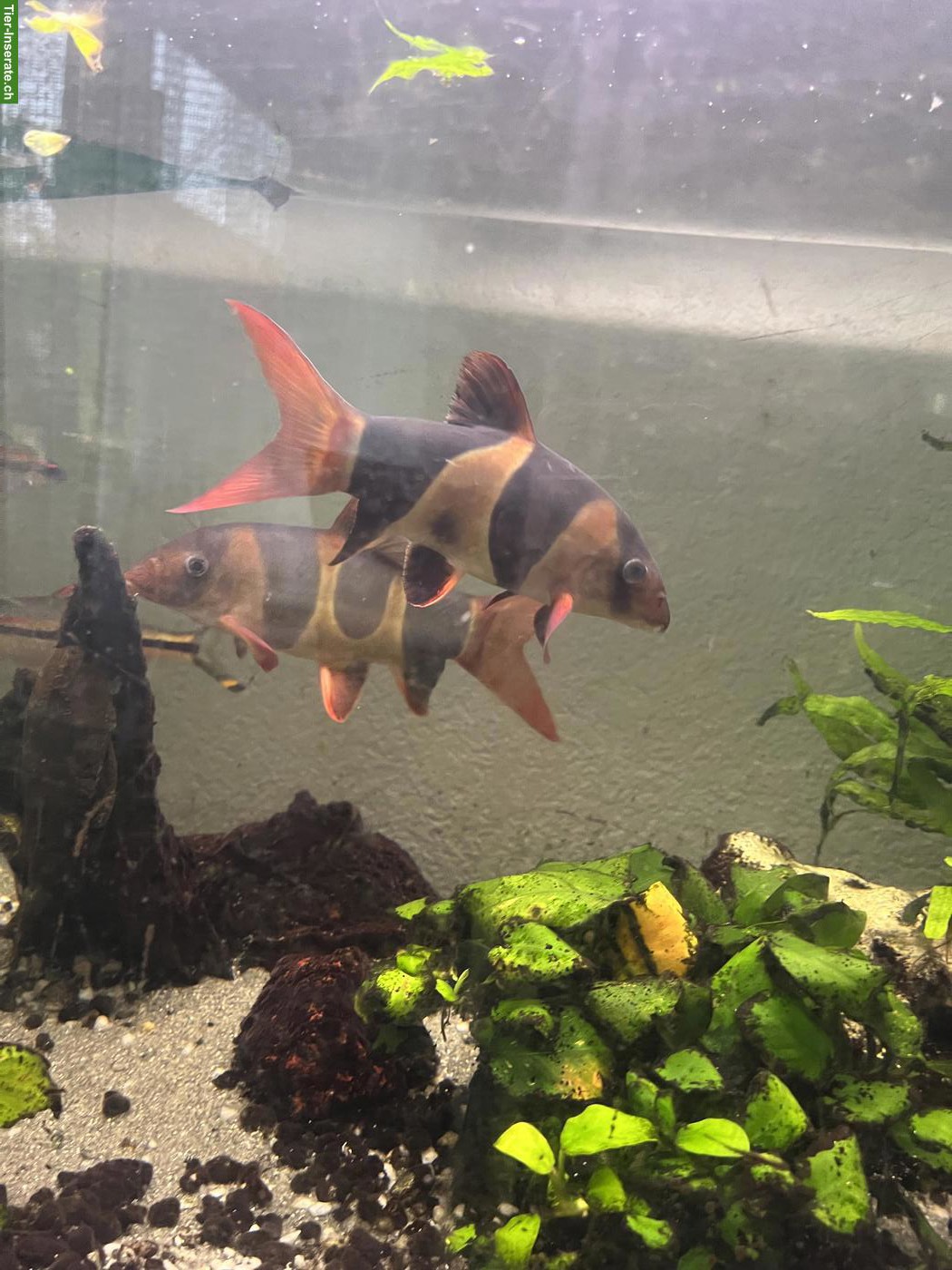 Bild 3: 2 Prachtschmerlen, 3 Barsche & 2 Putzerfisch