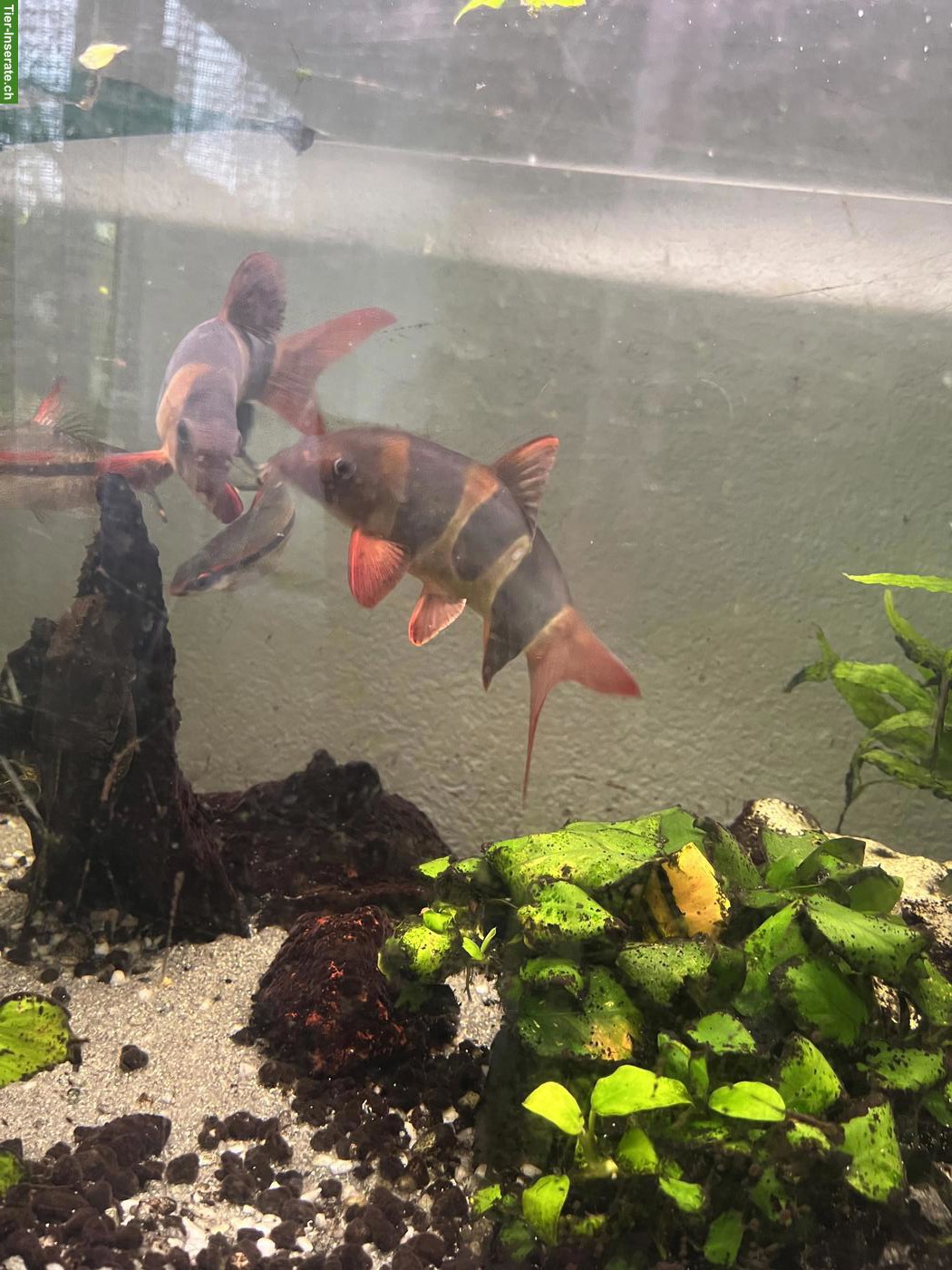 Bild 4: 2 Prachtschmerlen, 3 Barsche & 2 Putzerfisch