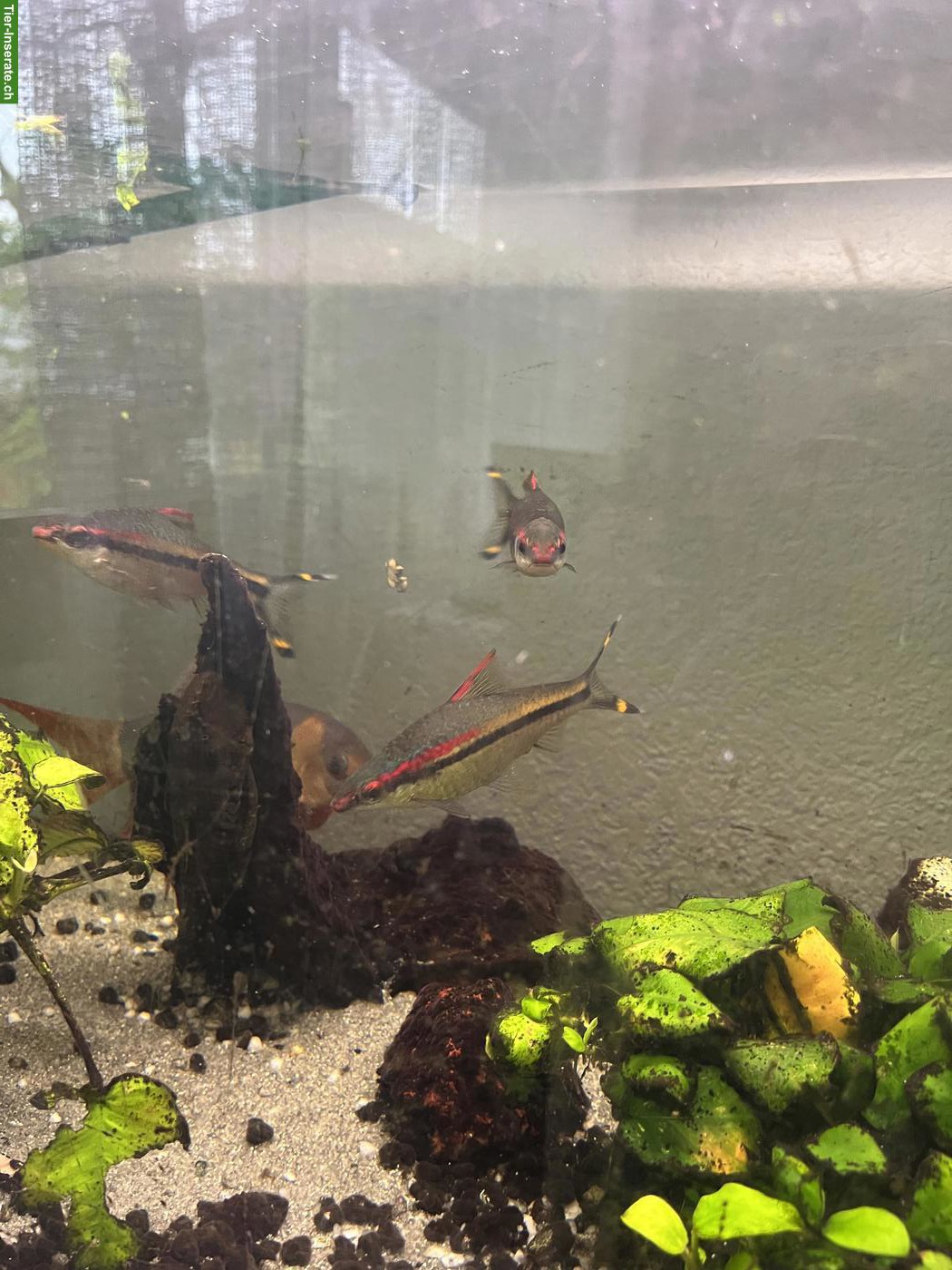 Bild 5: 2 Prachtschmerlen, 3 Barsche & 2 Putzerfisch