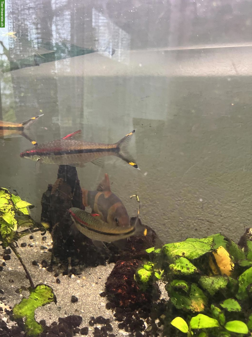 Bild 6: 2 Prachtschmerlen, 3 Barsche & 2 Putzerfisch