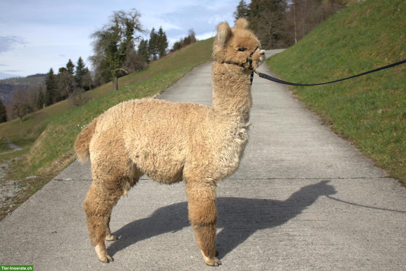 Alpaka Junghengst AvU Nevado
