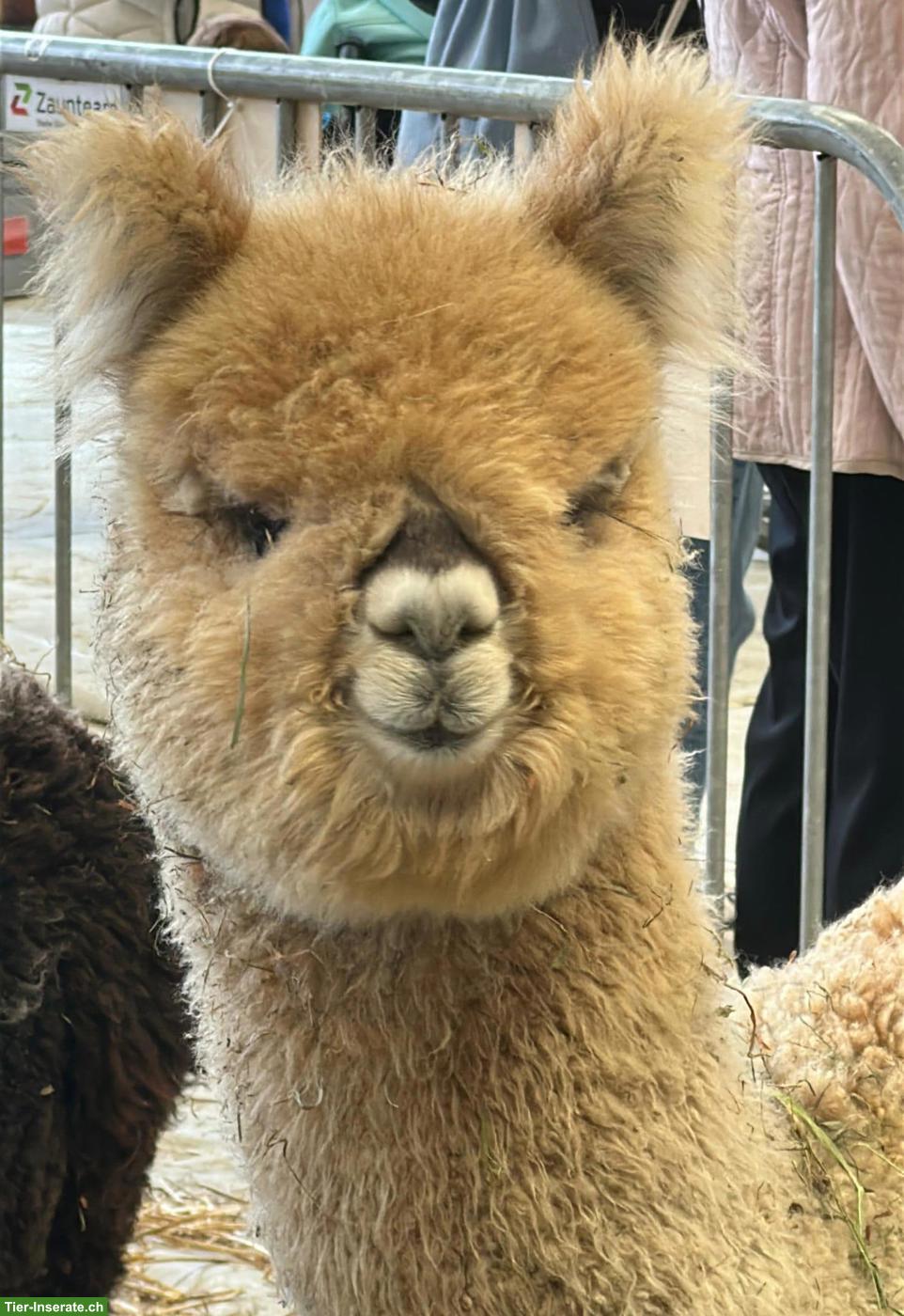 Bild 2: Alpaka Junghengst AvU Nevado