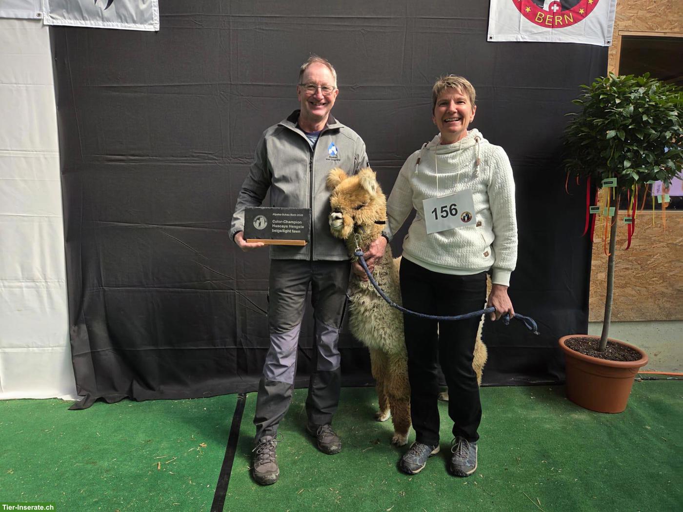 Bild 3: Alpaka Junghengst AvU Nevado