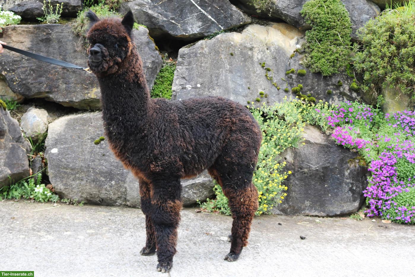 Alpaka Junghengst AvU Magnus