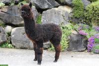 Alpaka Junghengst AvU Magnus