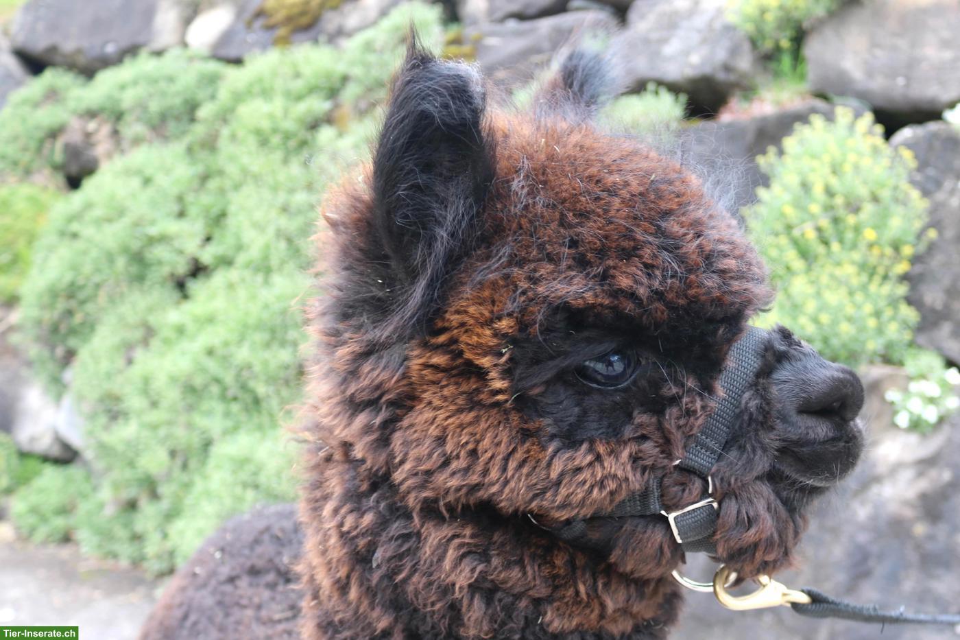 Bild 2: Alpaka Junghengst AvU Magnus