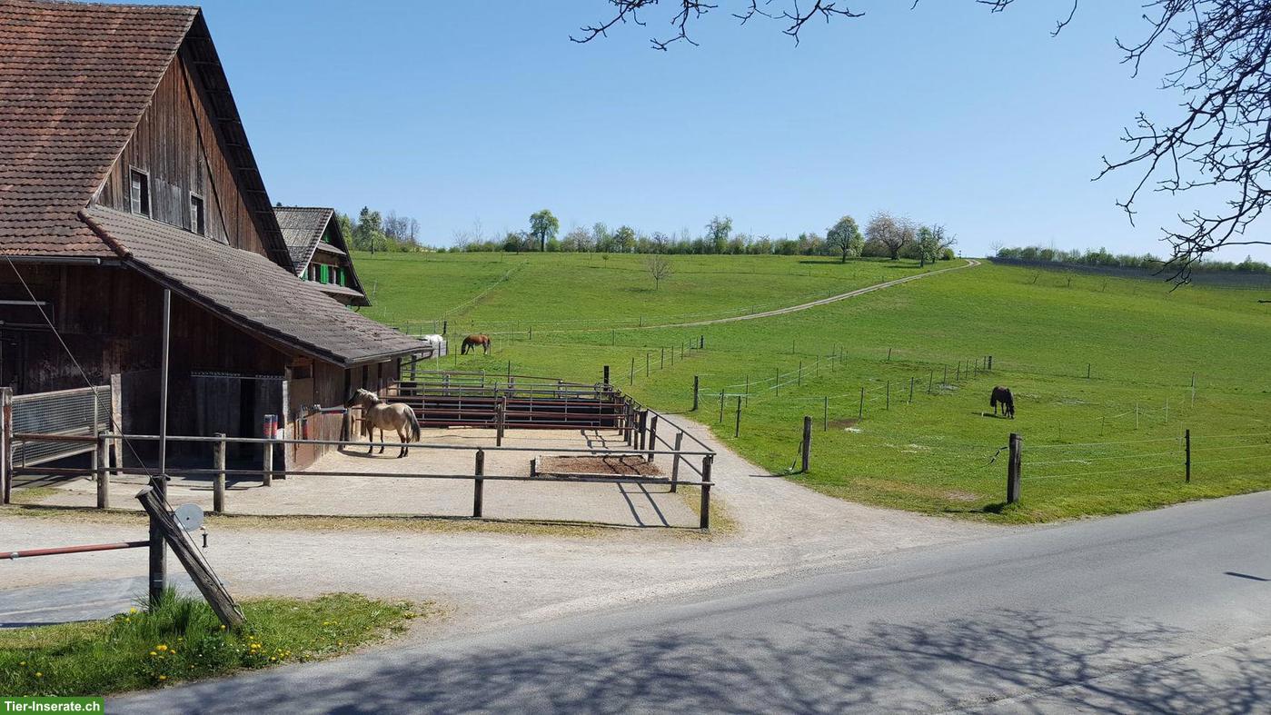 2-er Offenstall in Cham, Grenze Knonaueramt