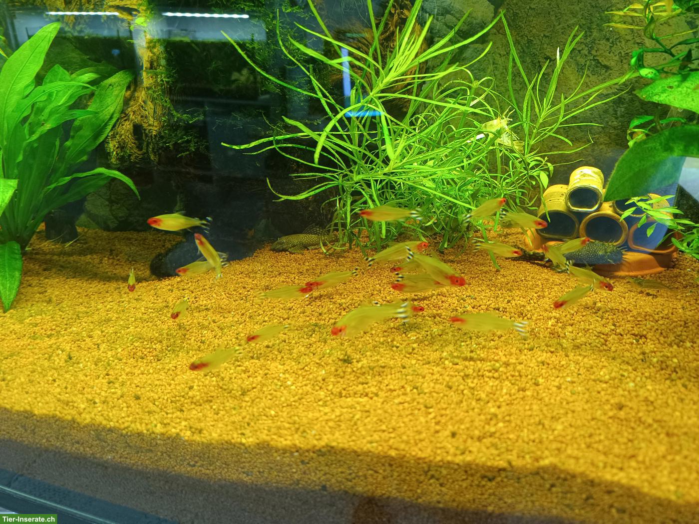 Suche Rotkopfsalmler