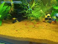 Suche Rotkopfsalmler