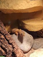 0.2 Leopardgeckos inkl. Terrarium und Zubehör