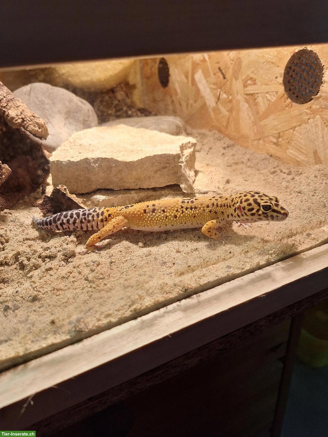 Bild 2: 0.2 Leopardgeckos inkl. Terrarium und Zubehör