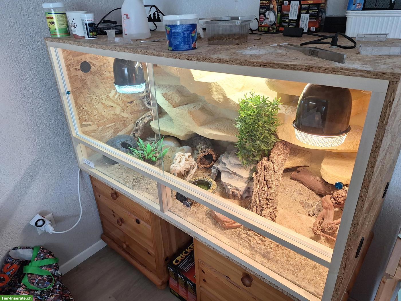 Bild 3: 0.2 Leopardgeckos inkl. Terrarium und Zubehör