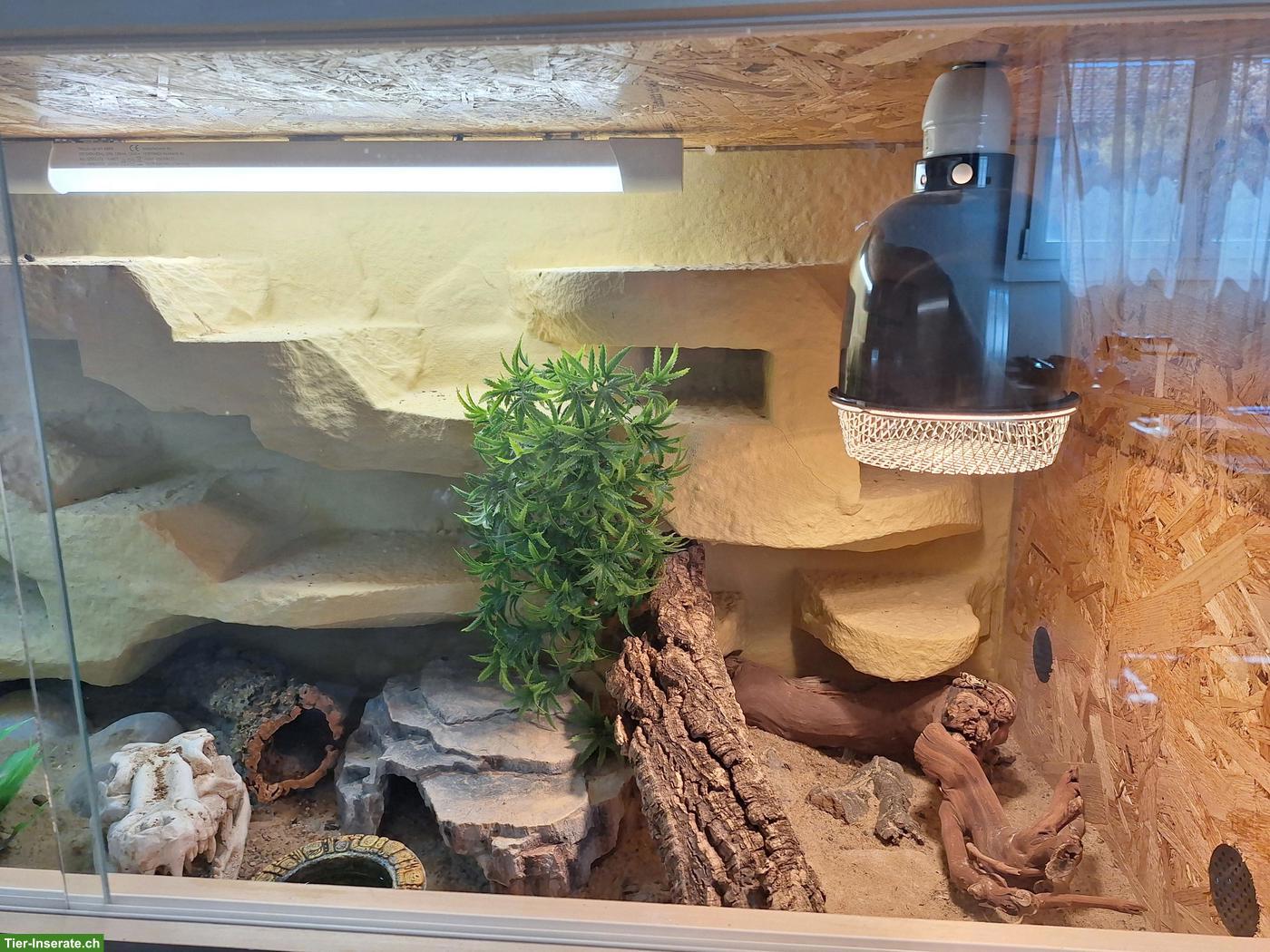 Bild 4: 0.2 Leopardgeckos inkl. Terrarium und Zubehör